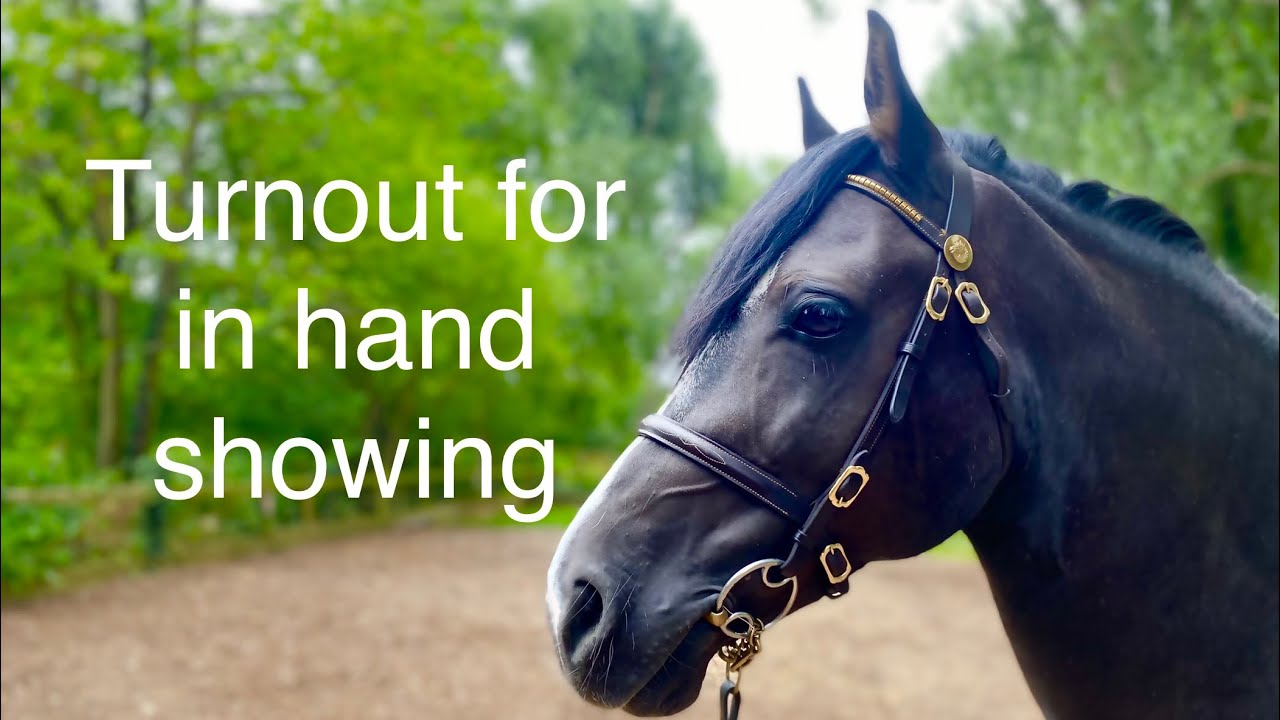 How to turn your welsh section D horse out for in hand showing | show prep Karen badrick horse tips