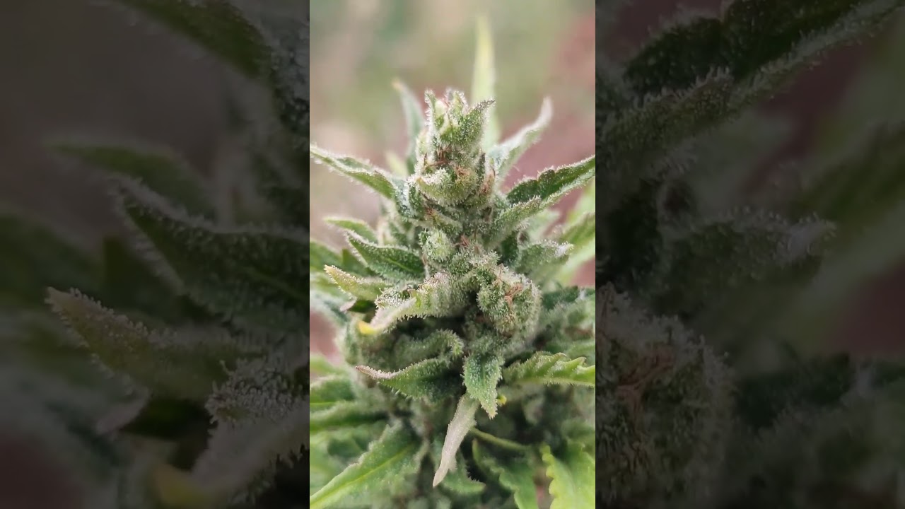 harvest day auto blueberry plant 2 day 84