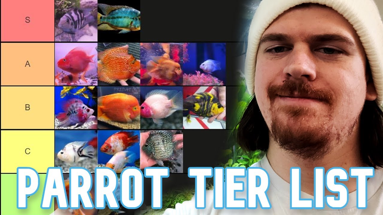 Parrot Cichlid Tier List