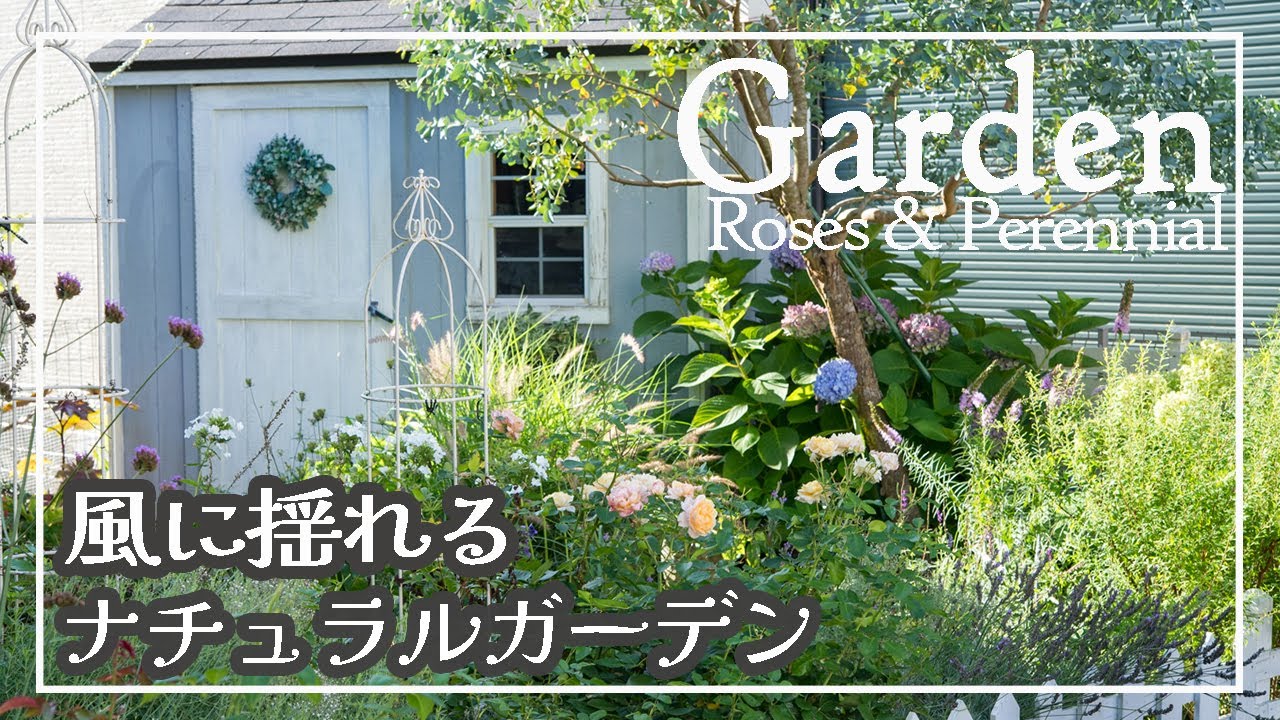 夏空に咲く庭、風に揺れる草花✿素敵に支えて映える景色に✿台風対策 #ナチュラルガーデン #バラ庭 #ガーデニング #園芸
