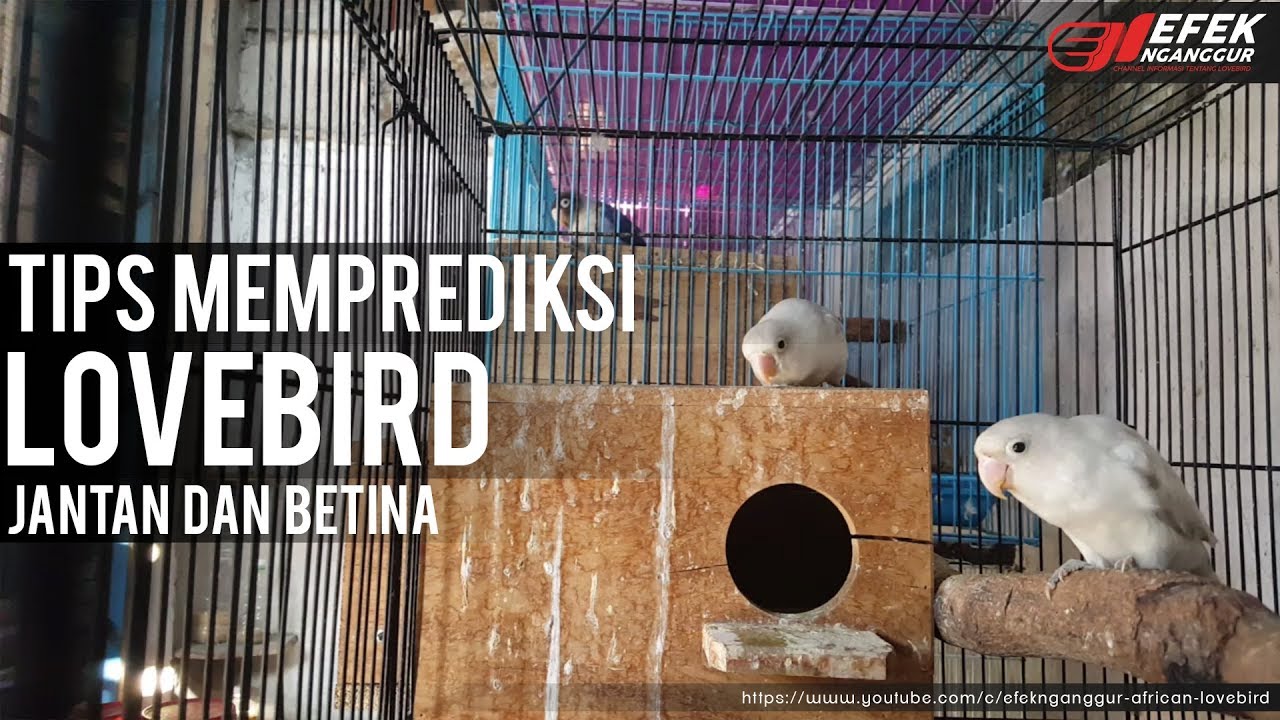 Tips Memprediksi Lovebird Jantan dan Betina © Efek Nganggur