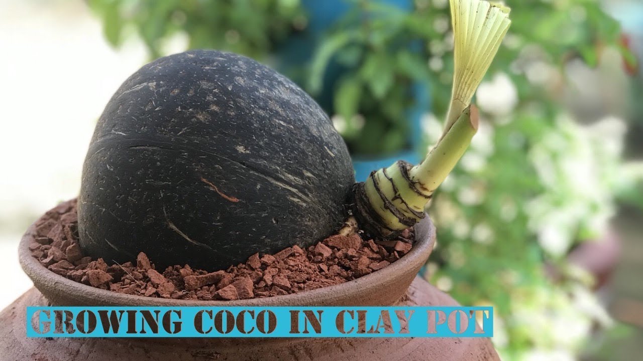 Growing coconut in water clay pot | Coco Bonsai