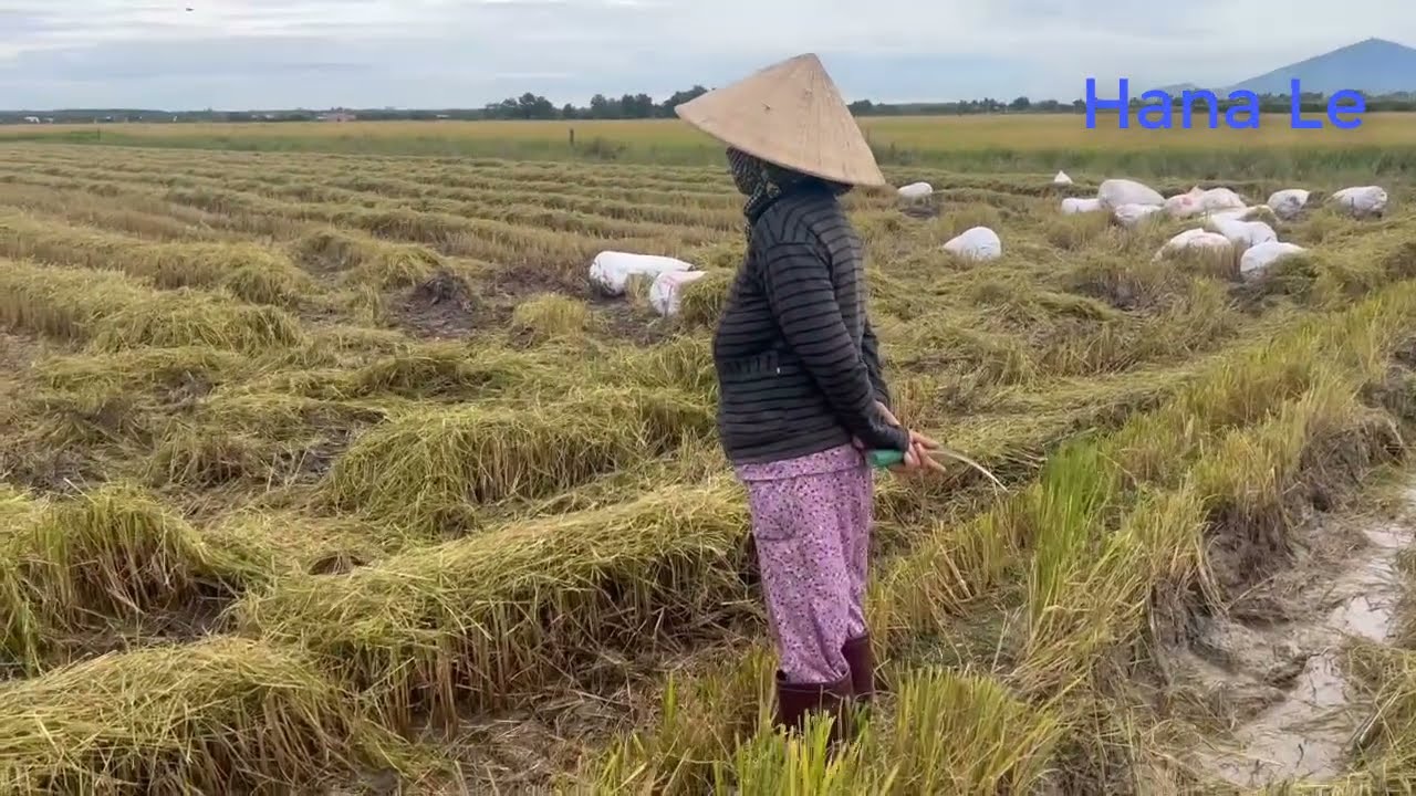 Về quê gặt lúa | Cảnh thu hoạch lúa ở Tây Ninh | Ngọc Hân Channel | Hana Le