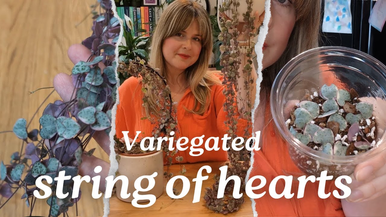 Variegated String of Hearts 💕 Care & Propagation Tips