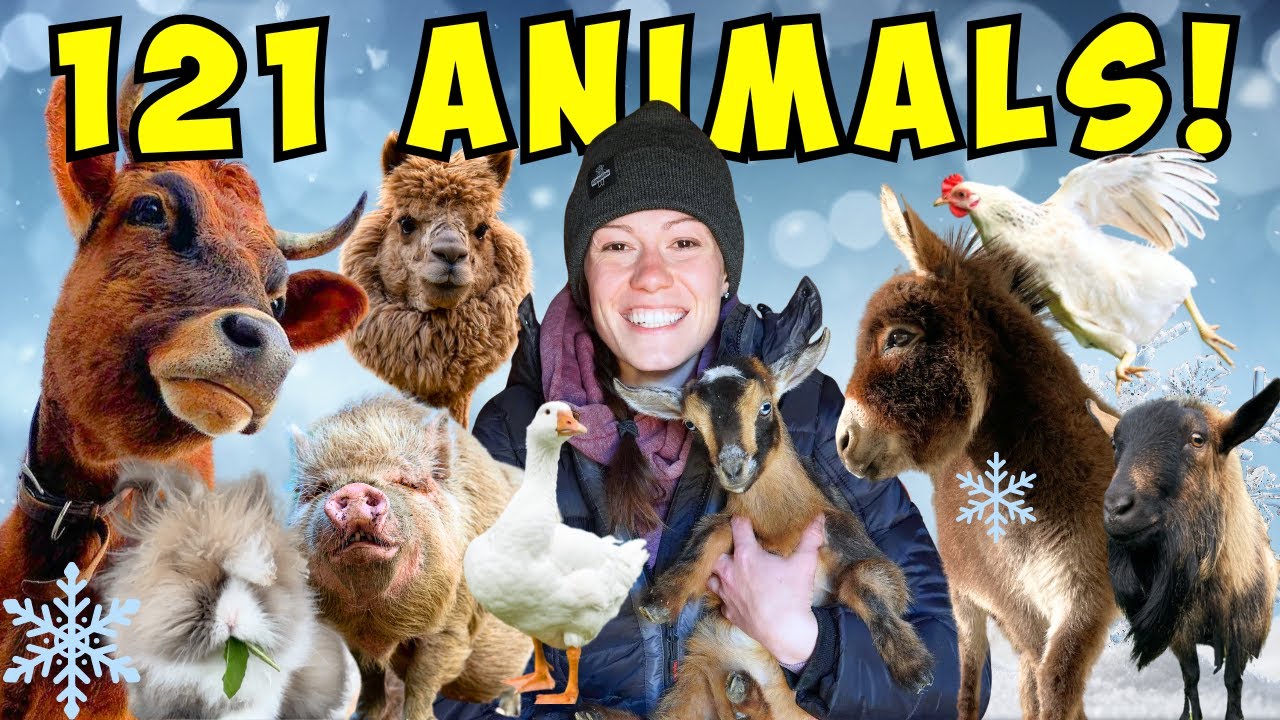 Morning Chores FARM TOUR! | Feeding All My Animals in 8℉! (Winter 2024)