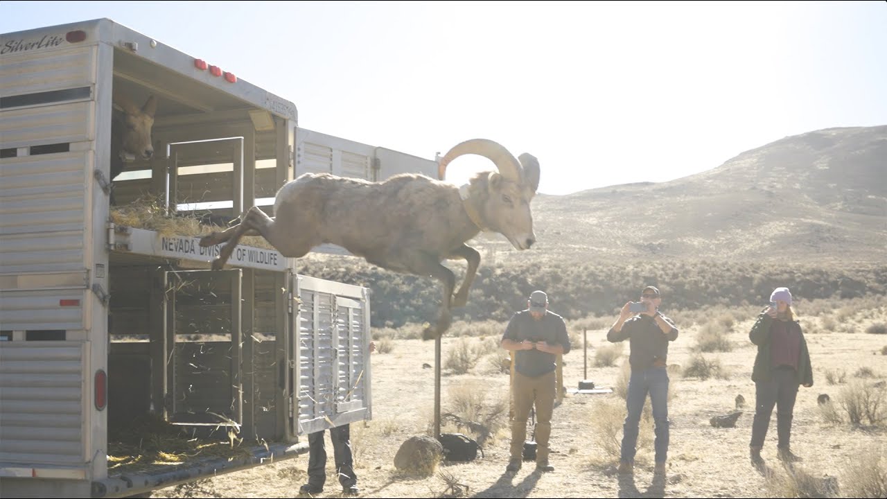 Oregon/Nevada Interstate Bighorn Translocation
