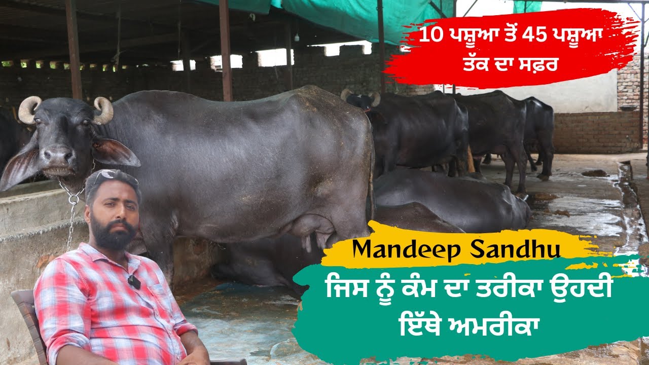 ਜਿਸ ਨੂੰ ਕੰਮ ਦਾ ਤਰੀਕਾ ਉਹਦੀ ਇੱਥੇ ਅਮਰੀਕਾ || 10 ਪਸ਼ੂਆ ਤੋਂ 45 ਪਸ਼ੂਆ ਤੱਕ ਦਾ ਸਫ਼ਰ || SharanSandhu