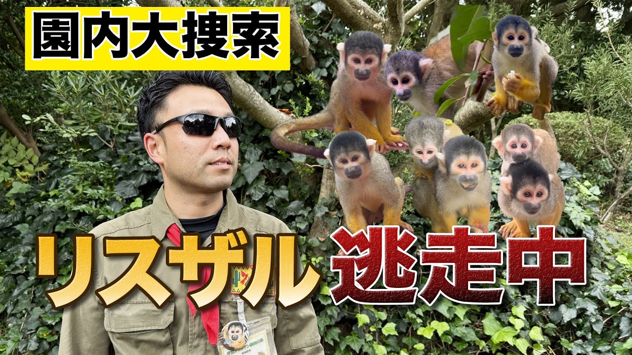 制限時間は20分！放し飼いのリスザル全頭探し出せ！【リスザル逃走中】