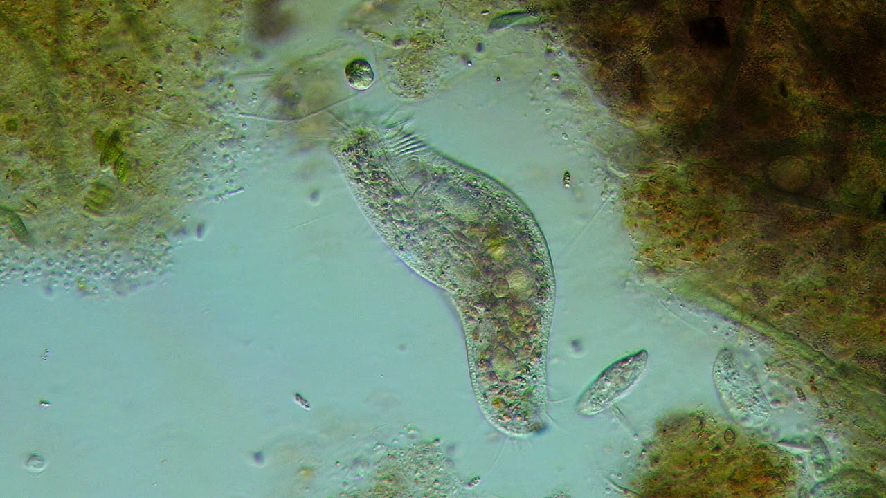 Hypotrichia