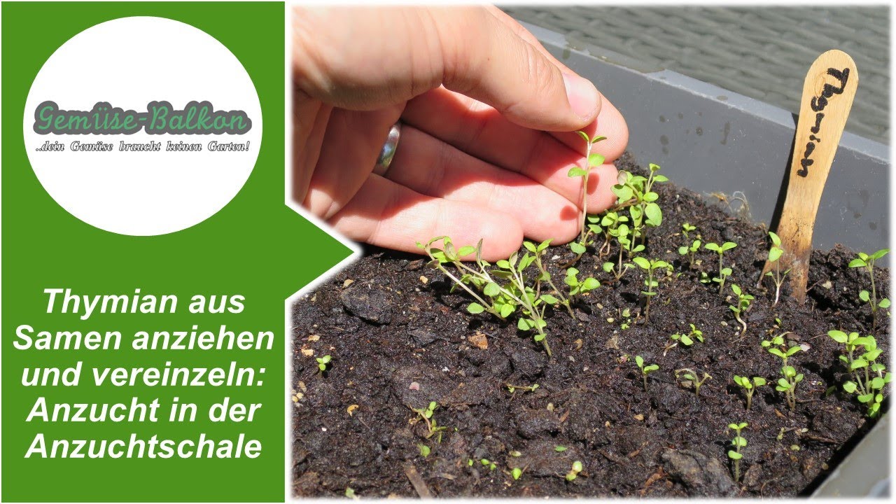 Thymian 🌿 aus Samen anziehen 🌱 und vereinzeln 🤏Anzucht in der Anzuchtschale