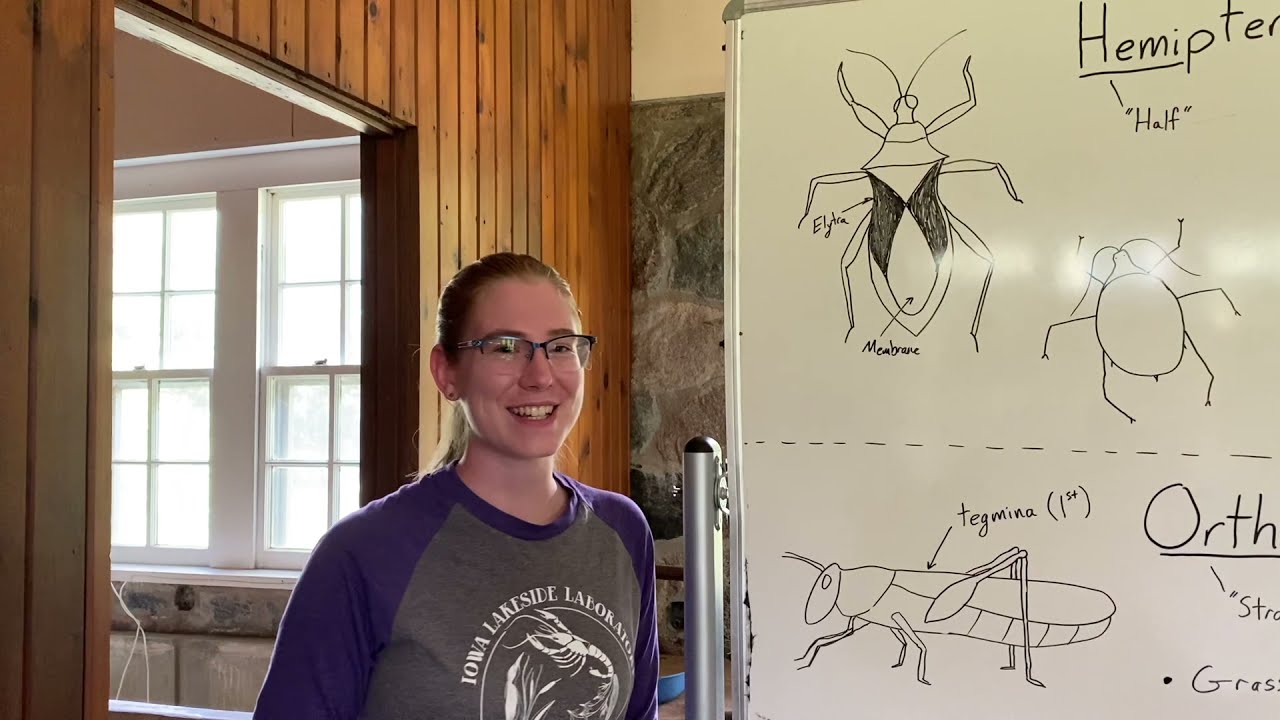 Introduction to Insect Diversity
