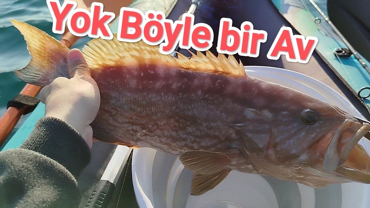 Kano ile Grida avı