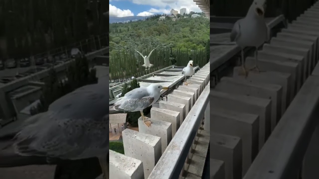 Крымские чайки любят сыр и поржать над своими