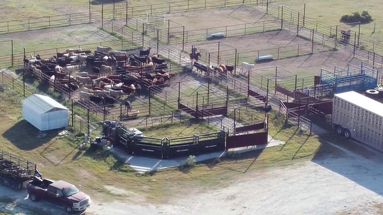 Cattle Hauling - Mart, TX to Dalhart, TX