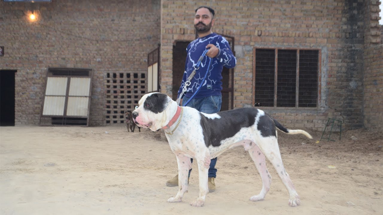 Bully Dog Warrior's Son Darvesh Kennel Malout Punjab