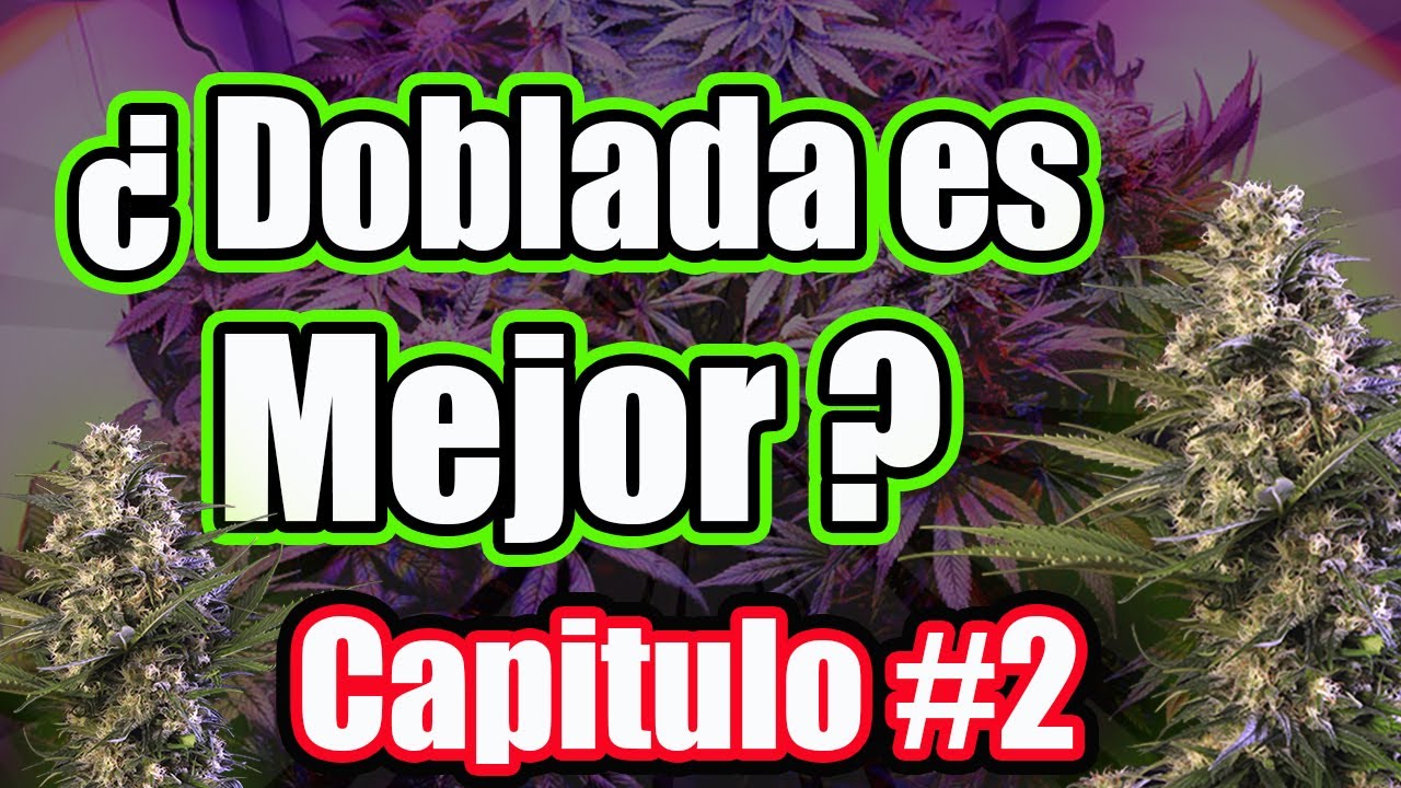 Poda LST Podas cannabis  Critical Widow