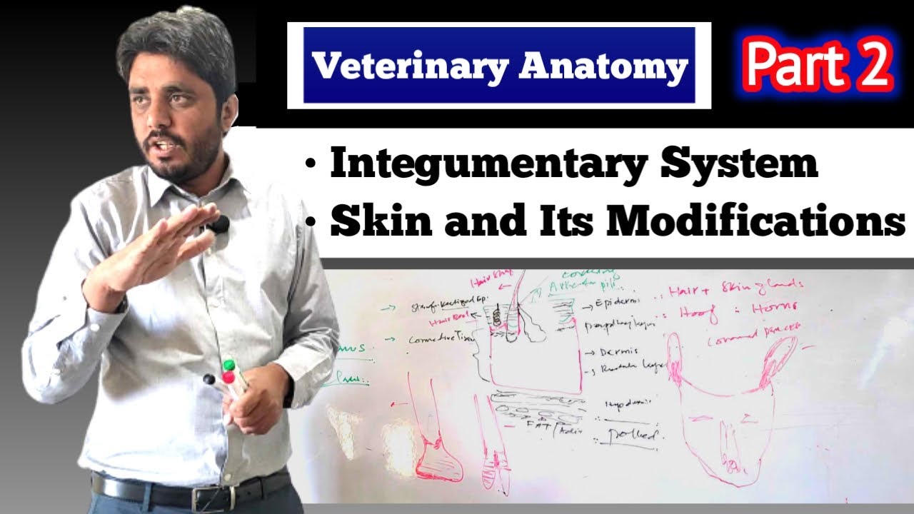 Integumentary System of domestic animals| hair hoof glands claw| Part 2