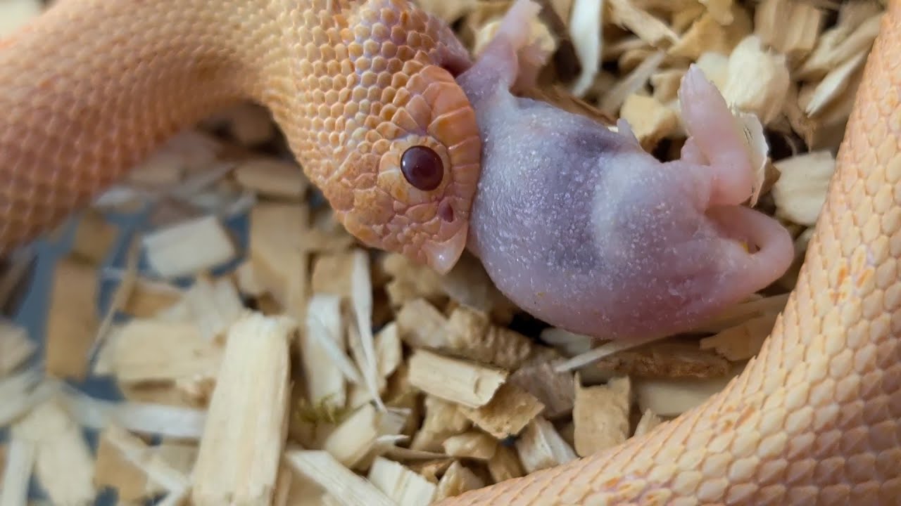 Old school hognose snake feeding video