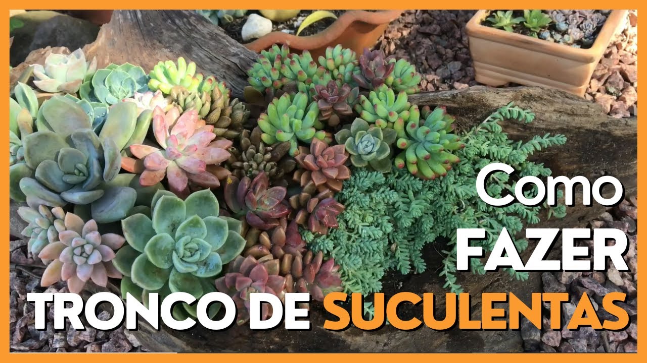 ARRANJO DE SUCULENTAS EM TRONCO - COMO FAZER? #tendencias