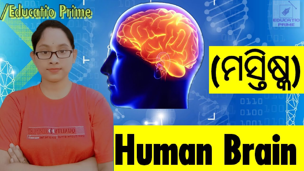 ମସ୍ତିଷ୍କ କଣ | What is the human brain | Educatio Prime