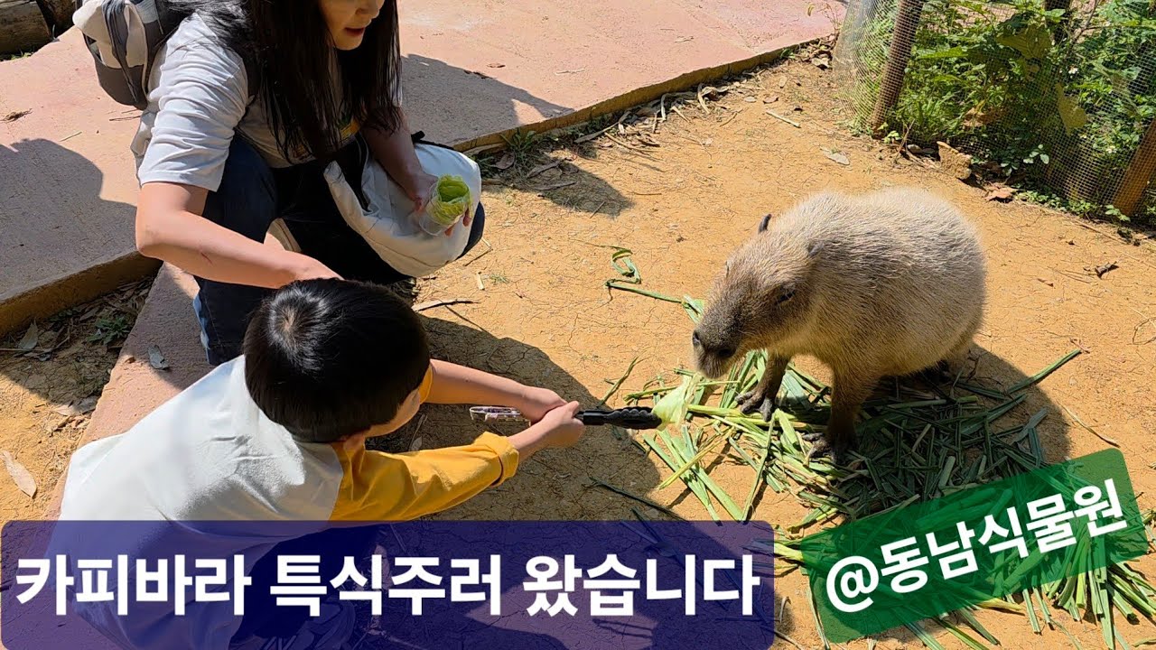 카피바라 양배추 특식주러 왔습니다 #오키나와 #동남식물낙원