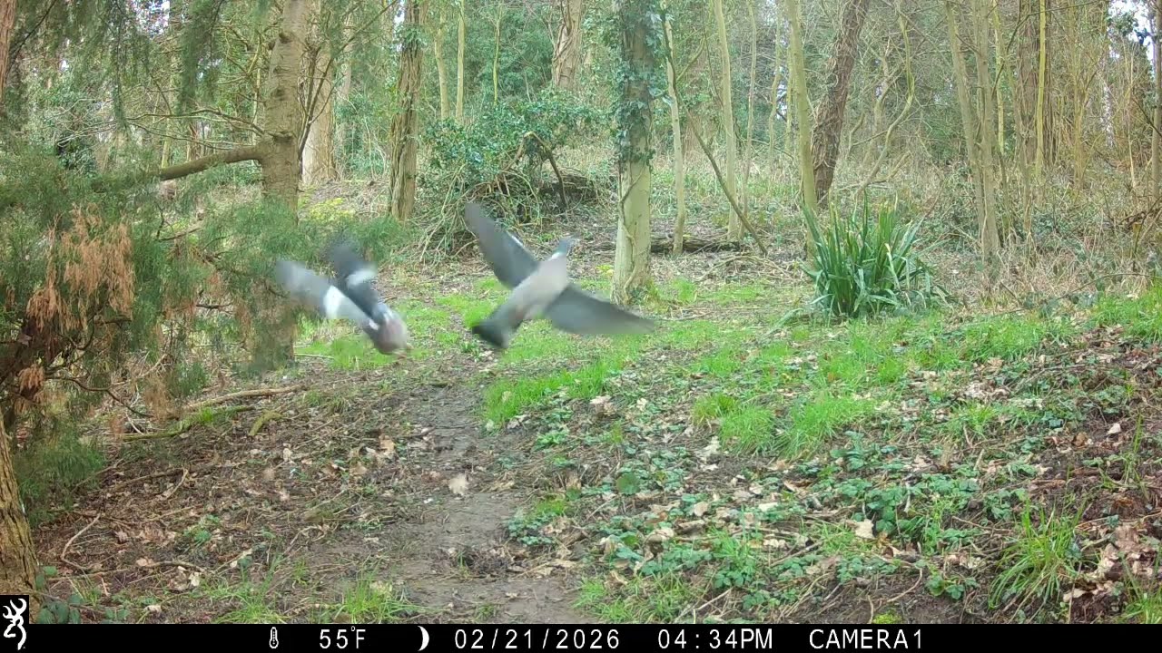 Trail Camera Wildlife Highlights  28/02/2026