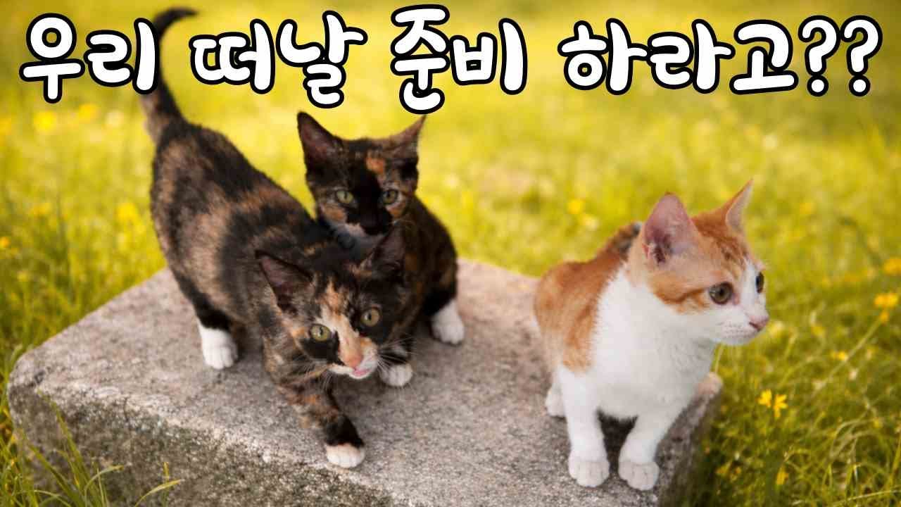 #37 봄이 오면 떠나야 한다… 사무실 아기고양이들의 첫 외출 훈련