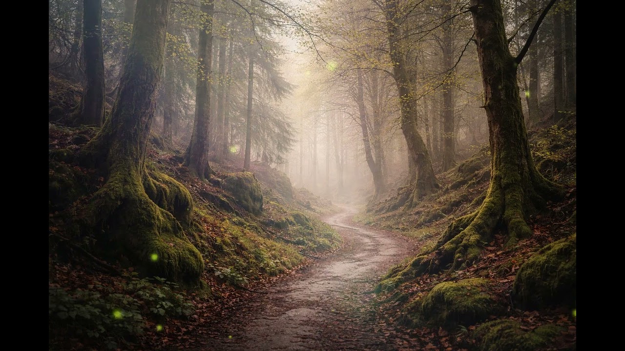 Paths of the Old Forest | Celtic Walking Music