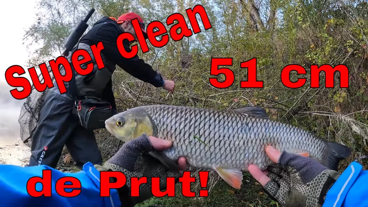 Spinning pe Prut - Ceață, frumos - Clean 51 cm - La un pas de egalarea PB de 52 cm!