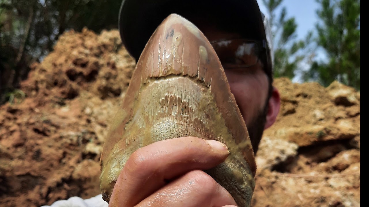 Huge Megalodon Discovery in Fossil Layer on Dig Tour (Jason)
