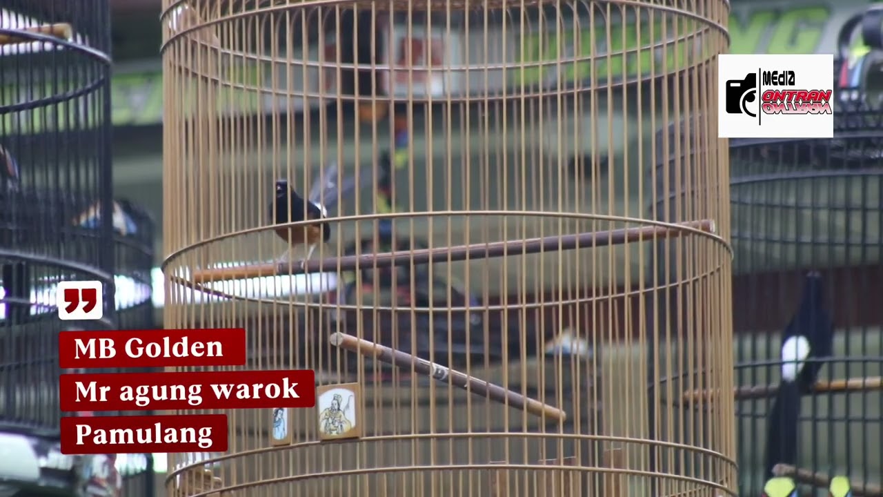 MB golden || MR agung warok || Pamulang bird mastering || viking arena 