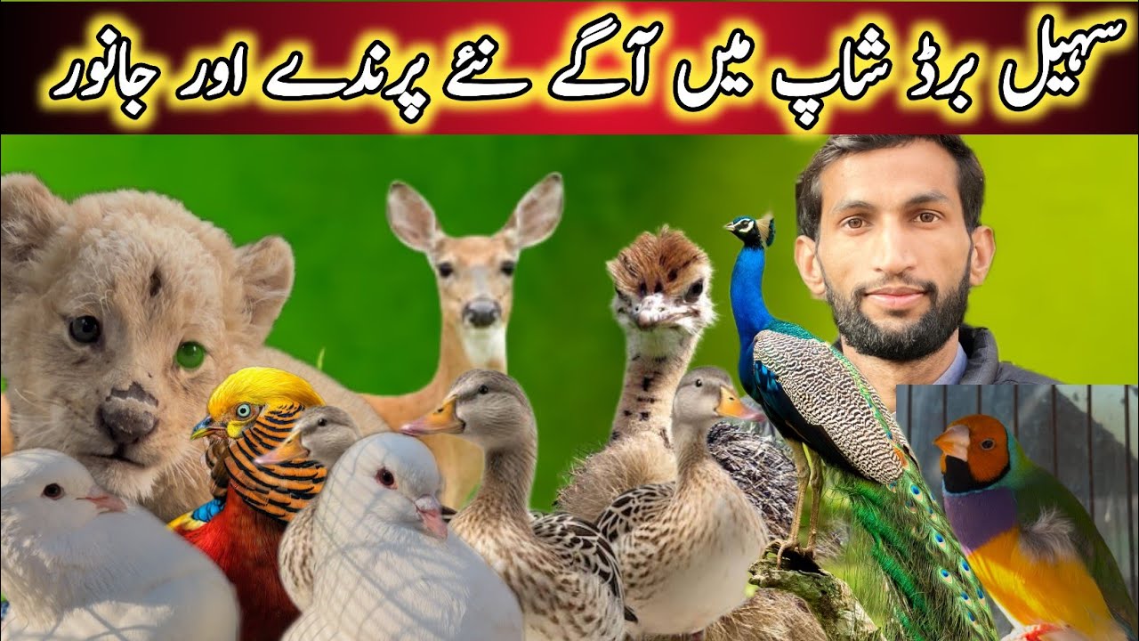 Fresh Bird Aa Gay Sohail birds shop Rawalpindi Ma