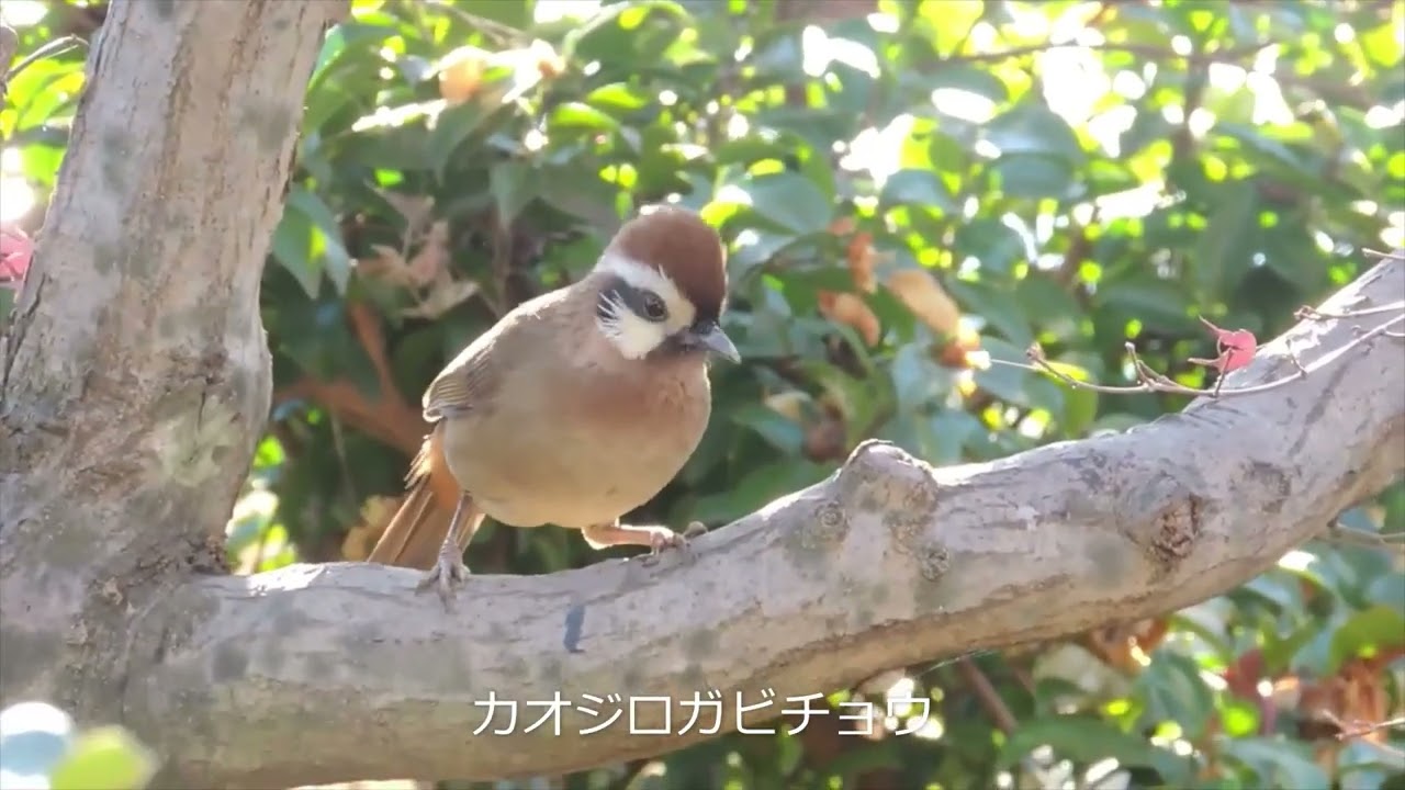庭の鳥たち
