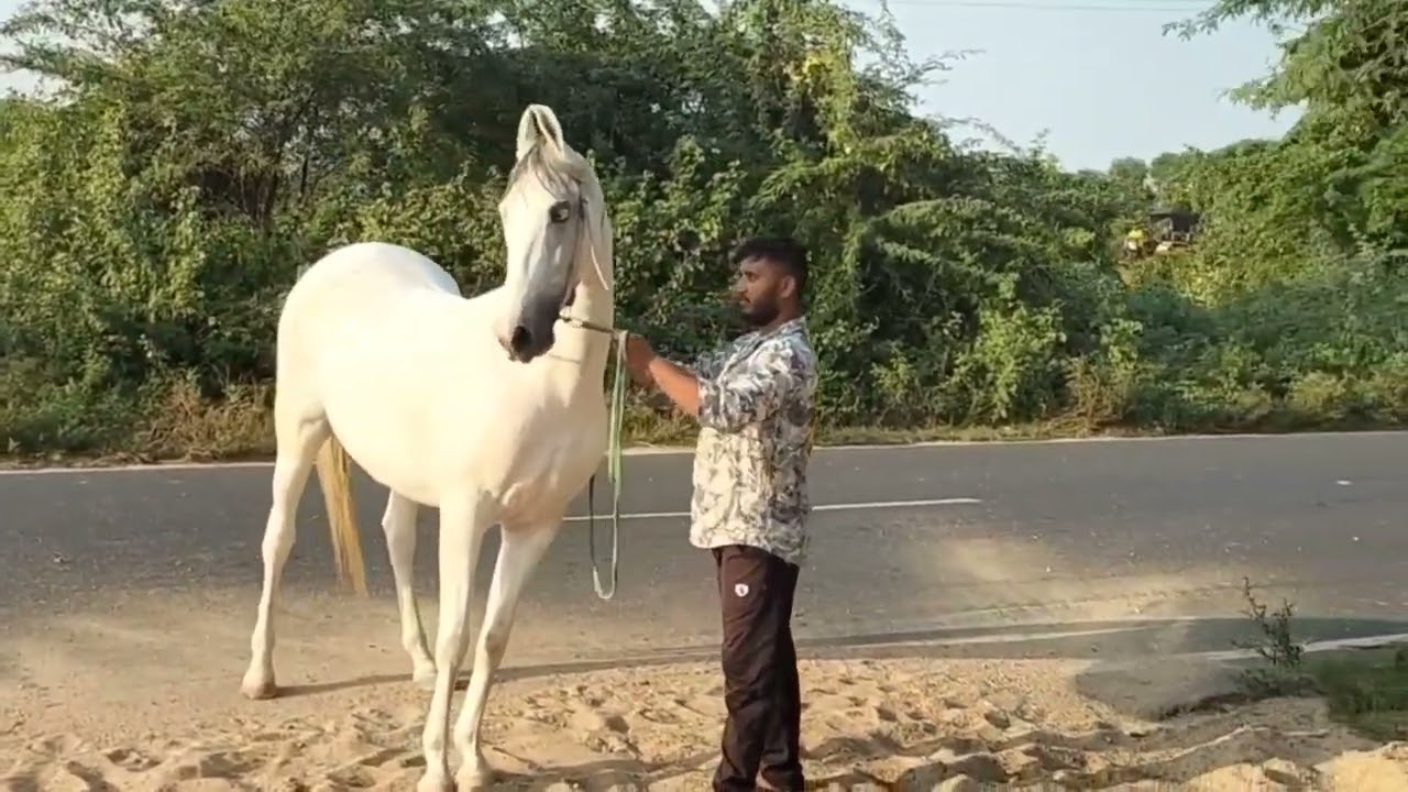 મહેંદી સ્ટડ ફાર્મ મડાણા ફોર સેલ 9998299175