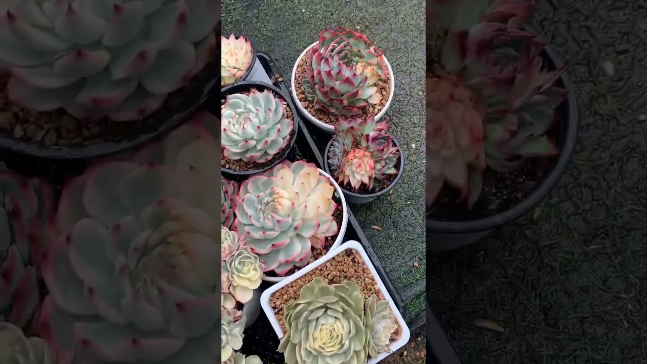 variegated succulents   #succulentobsession #suculentas   #succulentlove #succulentcollection