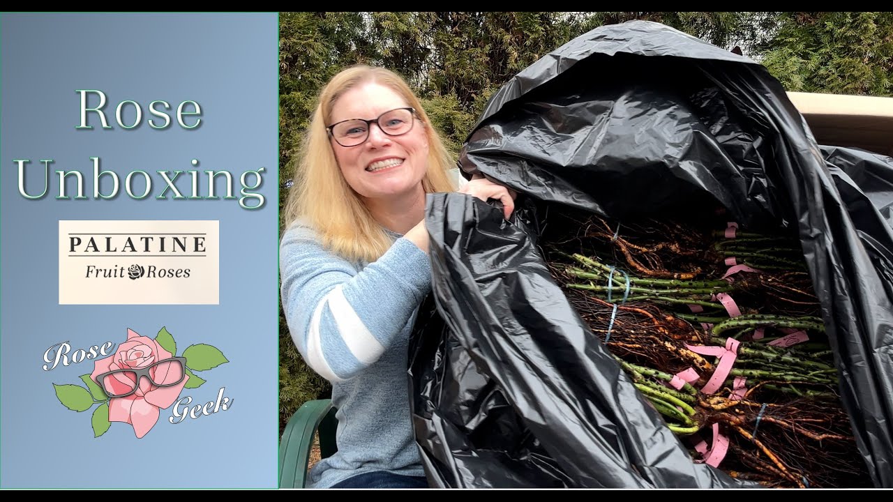 🌹Palatine Fruit & Roses Unboxing / Hard to find roses! / Multiflora Rootstock