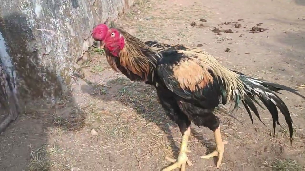 Parrot Beak Long Tail male 6000₹/1 parrot Beak good Quality male Available for sale 8103145060