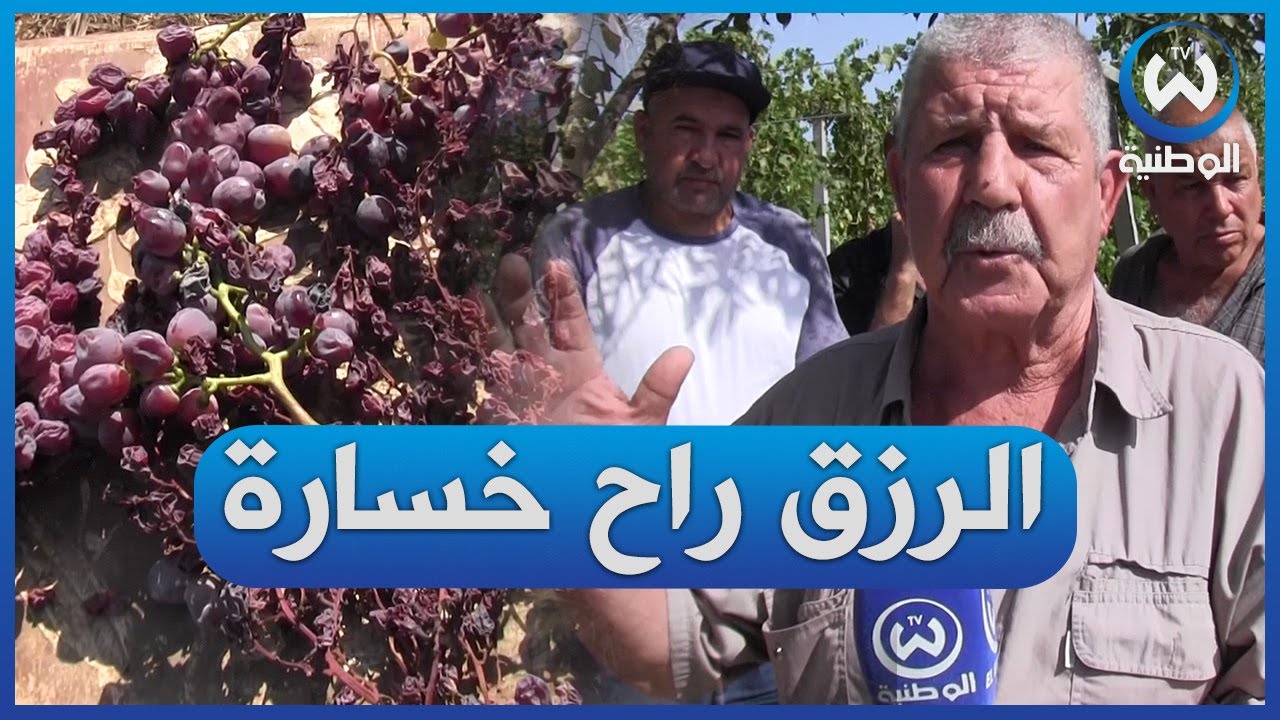 بومرداس..إتلاف عشرات الهكتارات من العنب بسبب موجة الحر وندرة مياه السقي
