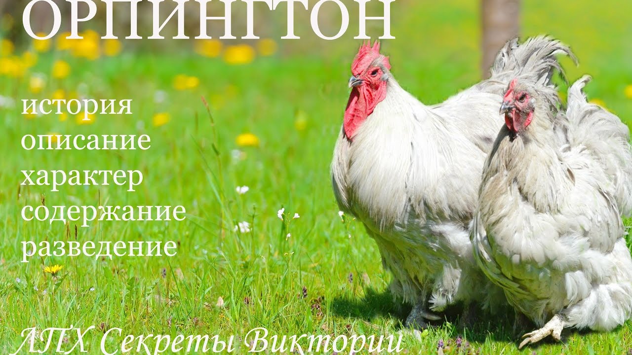 Куры ОРПИНГТОН. Все о породе для начинающих