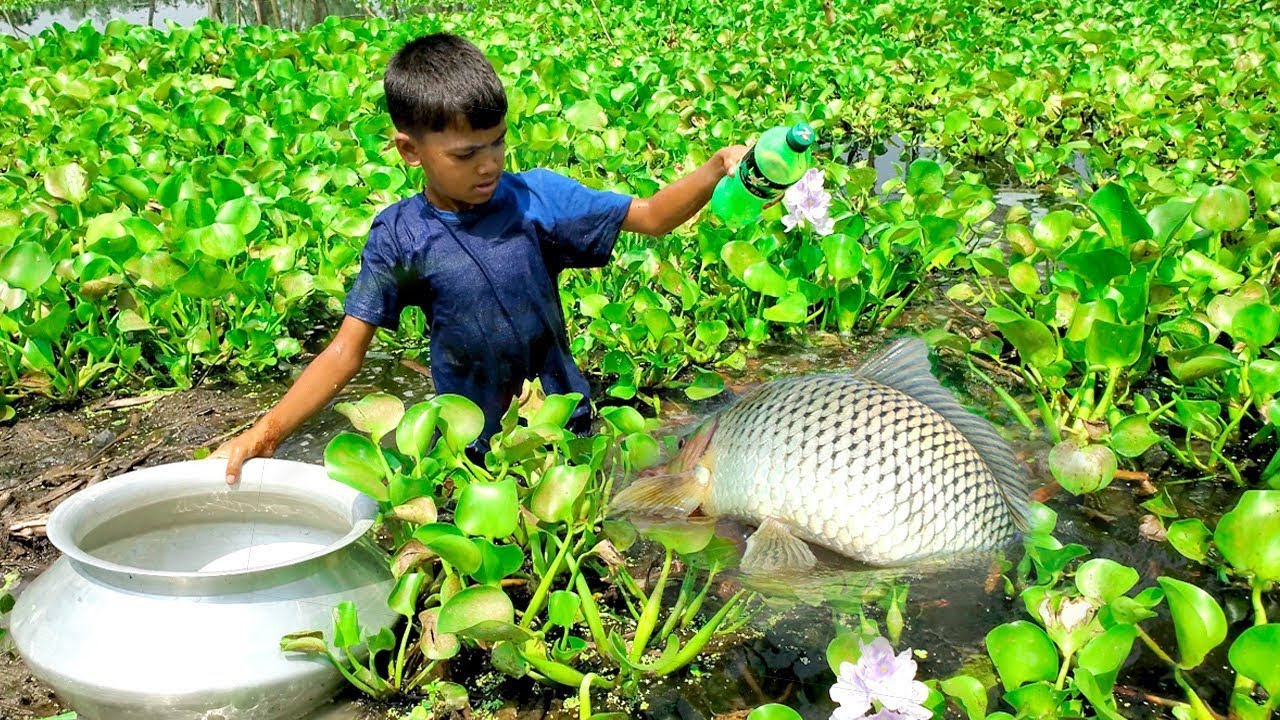 Amazing Fish Trap In The Plastic Bottle | Traditinal Fish Video With Plastic Bottle