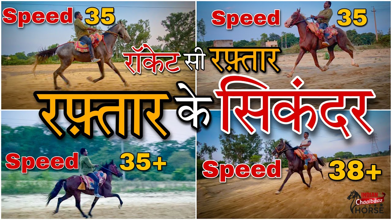 इरफ़ान भाई ने दिये हैं इंडिया को बहुत नामी चालबाज़ घोड़े देखिए चालबाज़ घोड़ों का भंडार