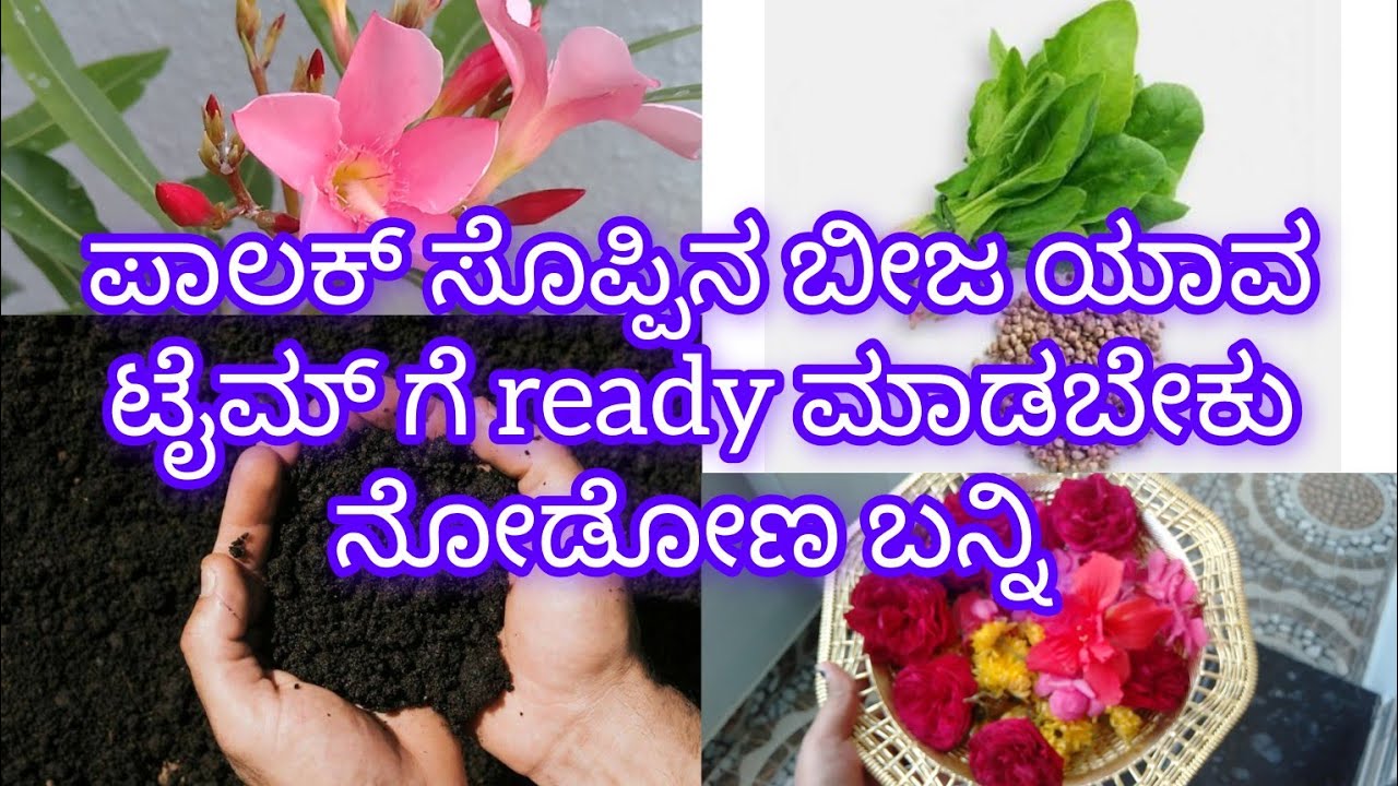 ಪಾಲಕ್ ಸೊಪ್ಪಿನ ಬೀಜ ಯಾವ ಟೈಮ್ ಗೆ ready ಮಾಡಬೇಕು  #youtubeshorts #youtube