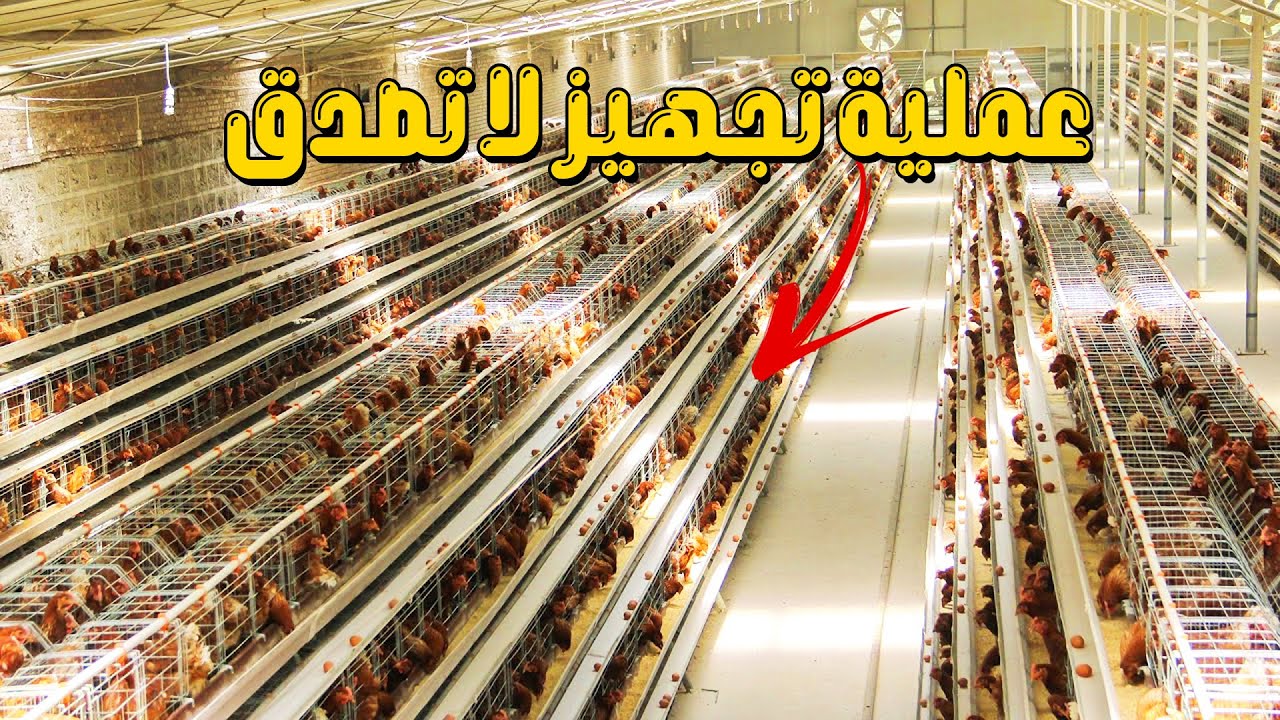 عملاق صناعة الدواجن - مزارع دجاج على أحدث طراز , مشاهد مذهلة ستراها لاول مرة في حياتك