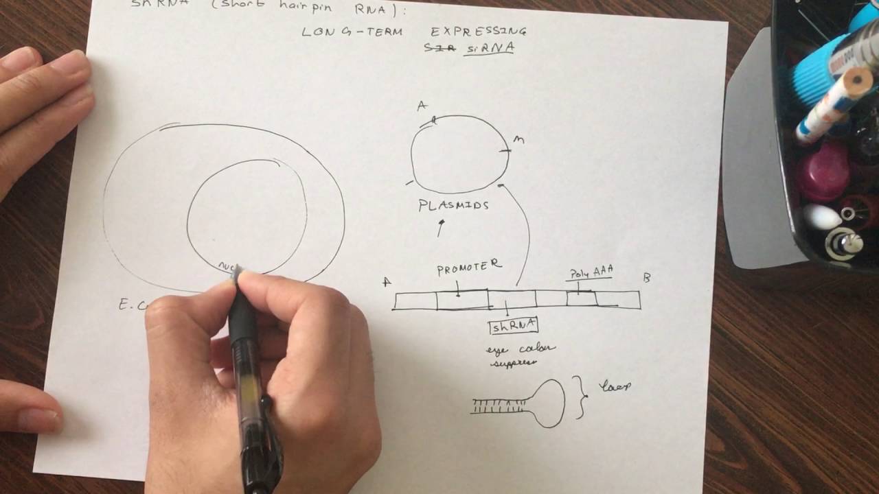 Short Hairpin RNA (shRNA) Molecules (Graduate Level)