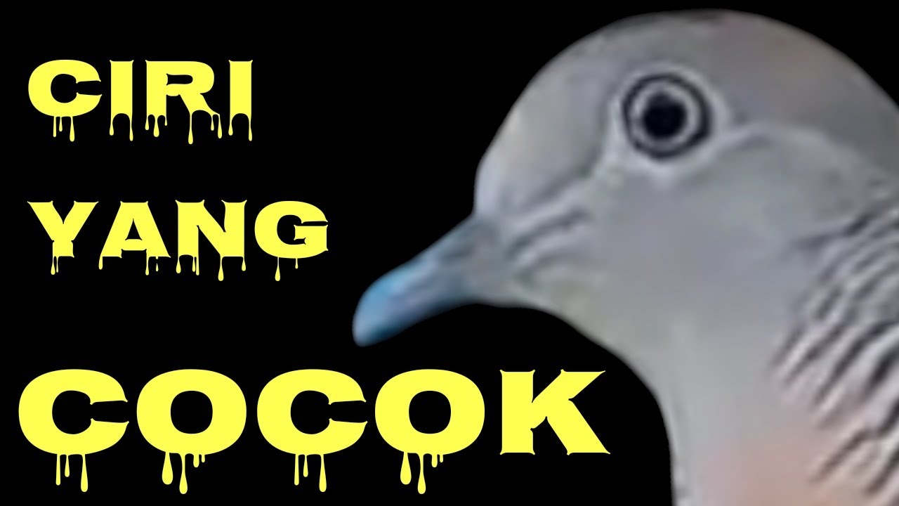 MANA  YANG PERNAH KALIAN ALAMI ,,, CIRI ORANG YANG COCOK & SELARAS DENGAN PERKUTUT PELIHARAANNYA