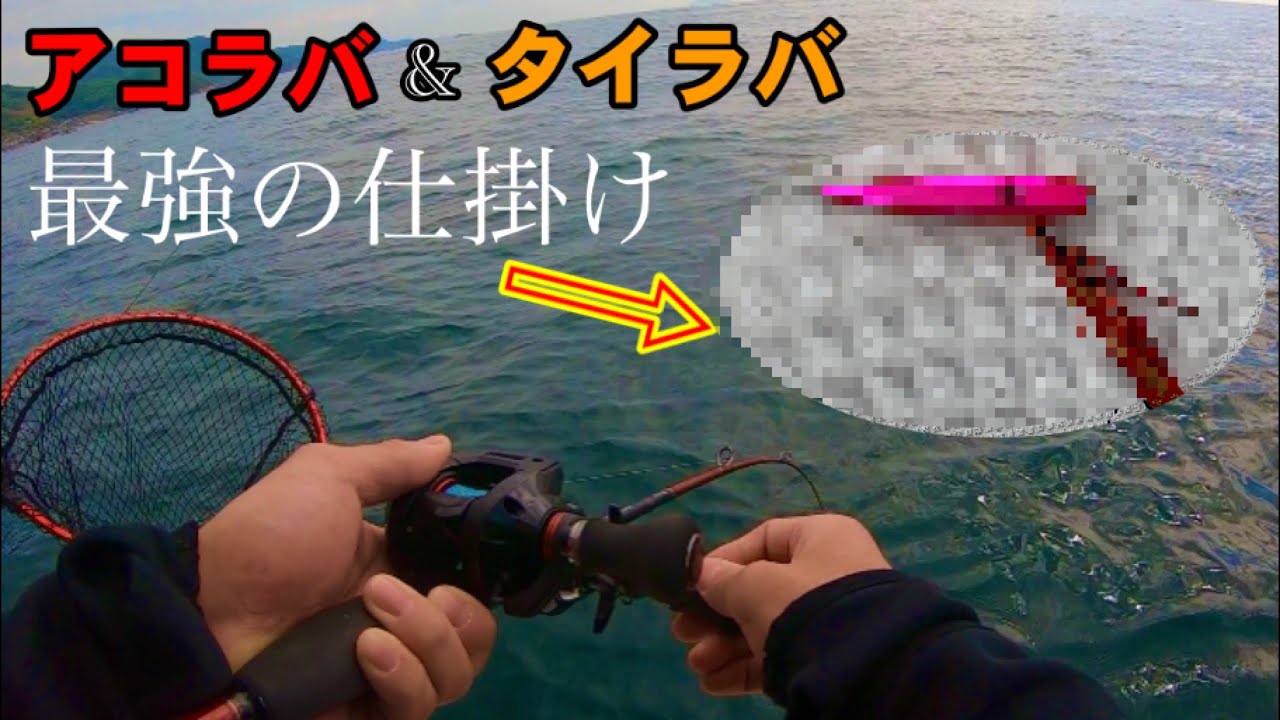 【アコラバ】高級魚が釣れる仕掛けを紹介‼︎アコラバってどんな釣り⁇【タイラバ】