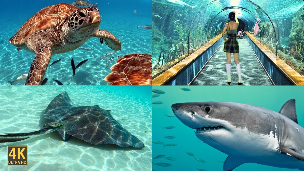 Viet Nam Oceanographic Institute (2024) - The Marine Life Wonders Revealed in Nha Trang
