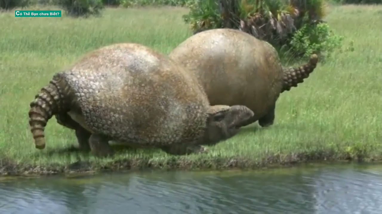 Glyptodon cỗ xe tăng bất khả chiến bại kỷ Pleistocen