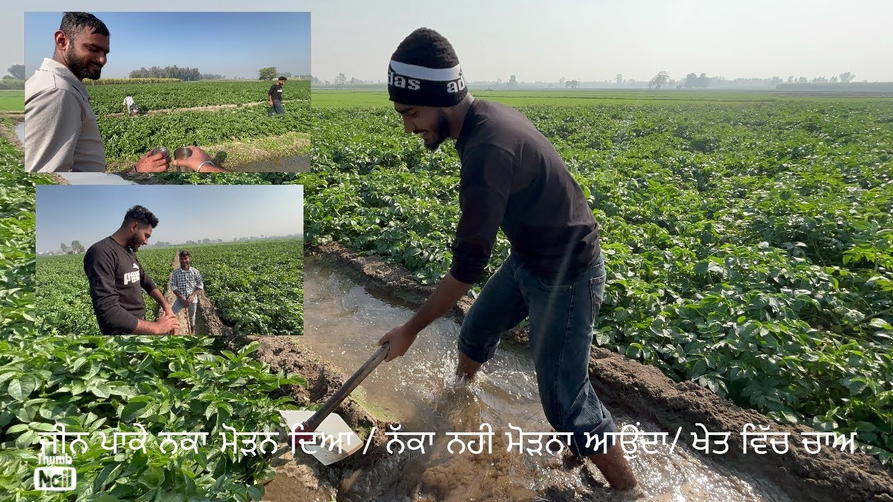 ਜੀਨ ਪਾਕੇ ਨਕਾ ਮੋੜਨ ਦਿਆ / ਨੱਕਾ ਨਹੀ ਮੋੜਨਾ ਆਉਂਦਾ/ ਖੇਤ ਵਿੱਚ ਚਾਅ #trending #organicfarming #farming #