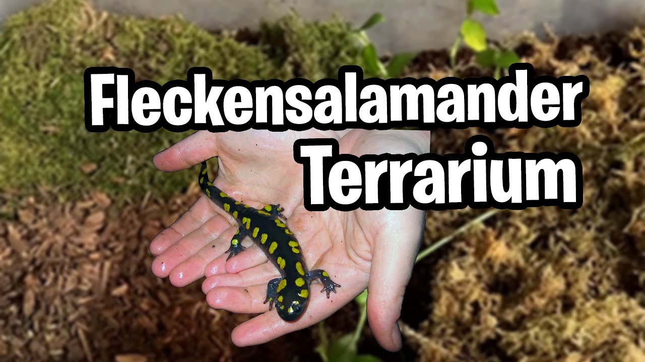 USA Fleckensalamander Terrarium Box einrichten (Ambystoma Maculatum)